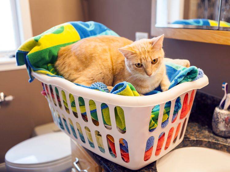Das sieht aber gemütlich aus: Katze im Wäschekorb – Shutterstock / MaxyM
