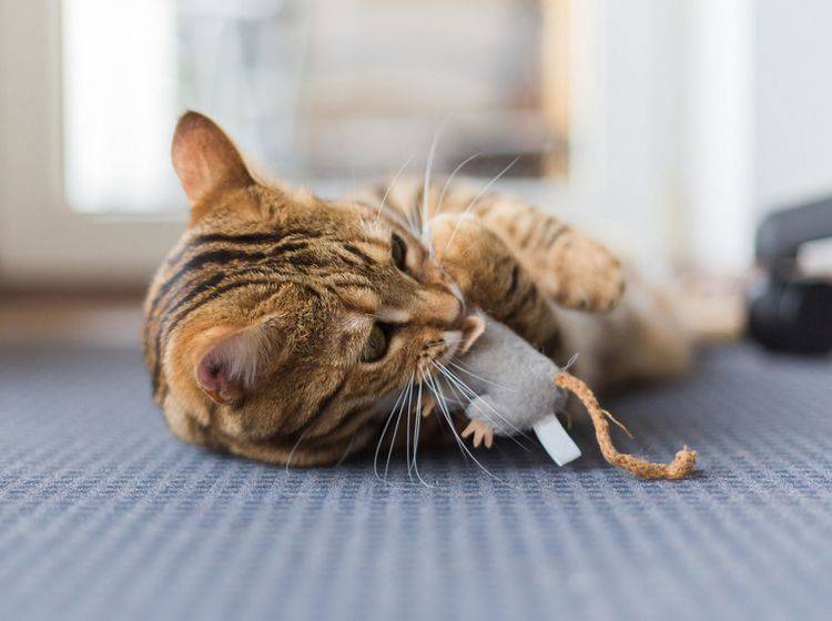 Katzenspielzeug, welches im Inneren getrockneten Baldrian hat, ist bei Katzen in der Regel besonders beliebt – Shutterstock / Ingus Kruklitis