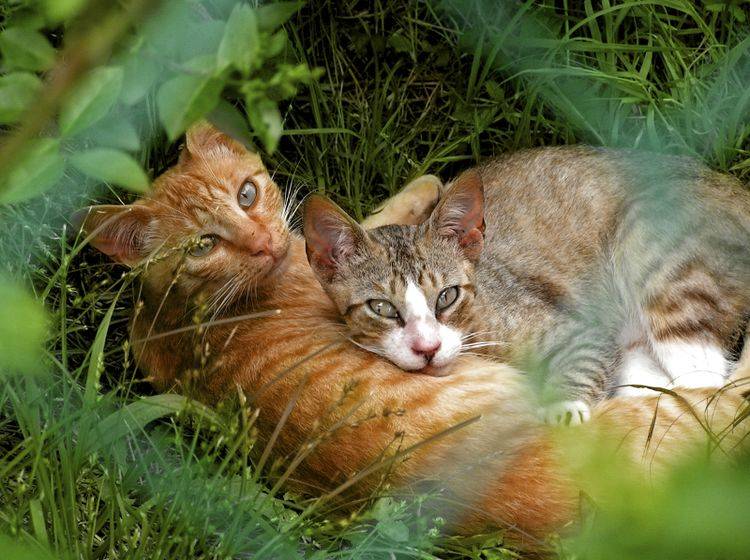 Das andere Geschlecht wird bei Katzen dann erst als richtig interessant wahrgenommen, wenn sie die Geschlechtsreife erreicht haben – Shutterstock / Fernando Alvarez Charro