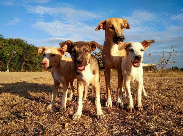Wenn Hunde im Hunderudel unterwegs sind, ist die Hierarchie klar geregelt – chanyut Sribua rawd / Shutterstock
