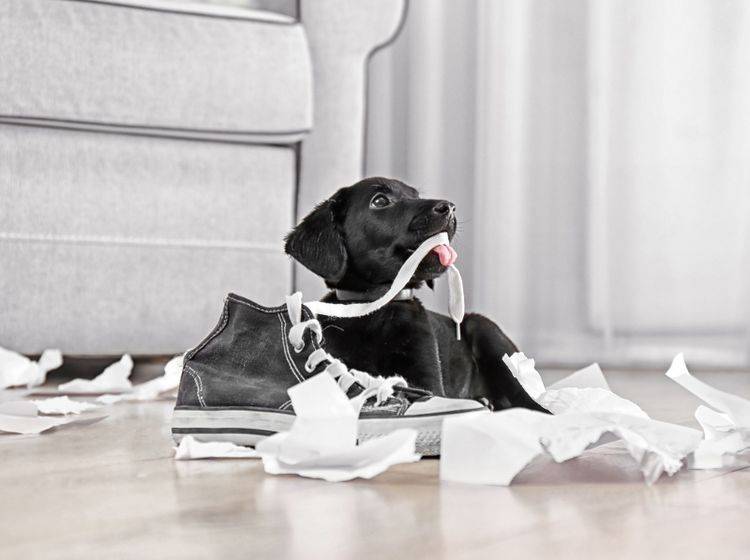 Hunde sollten schon im Welpenalter gut erzogen werden, um Hyperaktivität vorzugbeugen – Shutterstock / Africa Studio