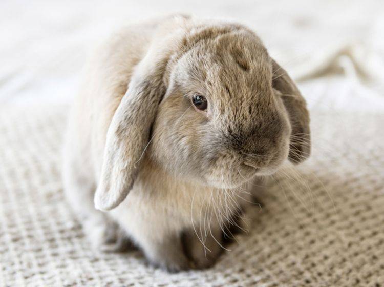 Kaninchenschnupfen kommt besonders häufig in der kalten Jahreszeit vor – shutterstock / Sofiya Stoyakina