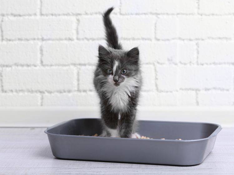 Vor allem für Katzenbabys ist es sinnvoll, mehrere Katzenklos in der Wohnung zu verteilen – Shutterstock / Africa Studio
