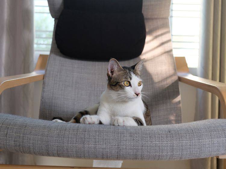 "Weggegangen, Platz vergangen!", scheint diese freche Katze zu denken – Shutterstock / thitirat_chaaim