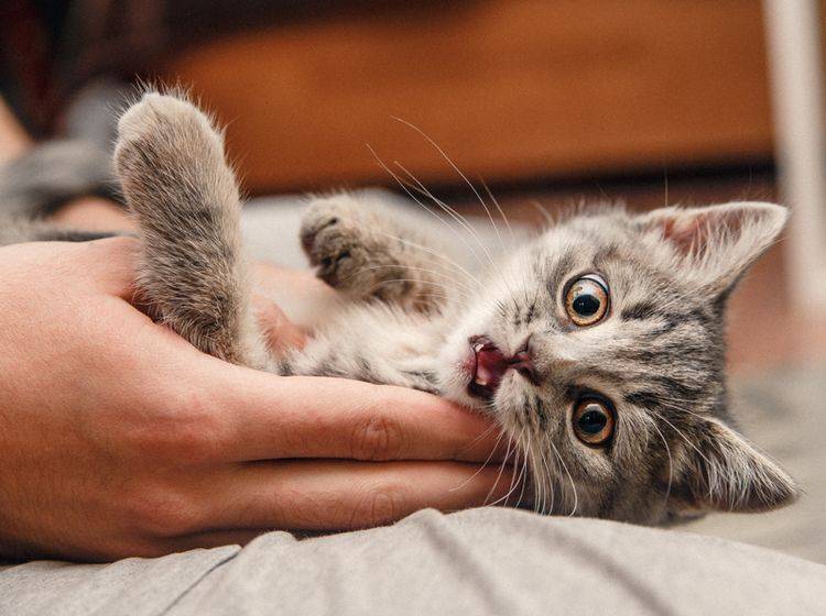 Spielaggression bei Katzen entspringt ihrem natürlichen Verhalten – Shutterstock / Kolomiiets Viktoriia