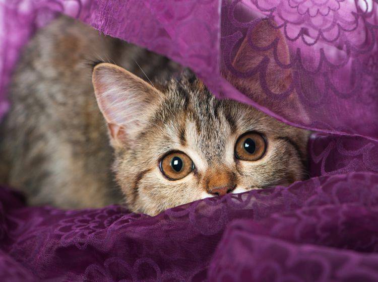 Ihre sonst muntere Katze versteckt sich und wirkt ängstlich? Solche Verhaltensauffälligkeiten sollten Sie aufmerksam beobachten – Shutterstock / Dora Zett