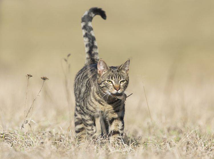 In der freien Wildbahn tragen Katzen ihr Futter ebenfalls weg, bevor sie es verzehren – Shutterstock / Lukasz Fijalkowski
