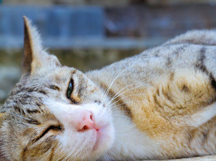 Warum Katzen blinzeln? Um ihrer Sanftmut Ausdruck zu verleihen – Shutterstock / somsak nitimongkolchai