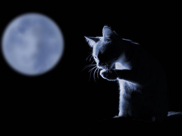 Warum Sind Nachts Alle Katzen Grau
