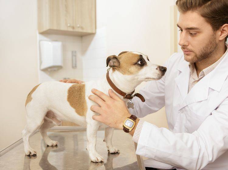 Nach einem Unfall oder Schlag auf den Kopf heißt es: Ab zum Tierarzt! Womöglich hat Ihr Hund eine Gehirnerschütterung – Shutterstock / Nestor Rizhniak