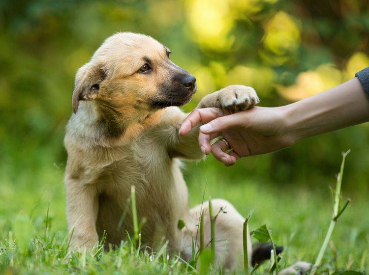 Nicht immer muss ein Hund in die Hundeschule, stimmen die Voraussetzungen, können Sie ihn auch zu Hause erziehen – Shutterstock / Natalia Fadosova