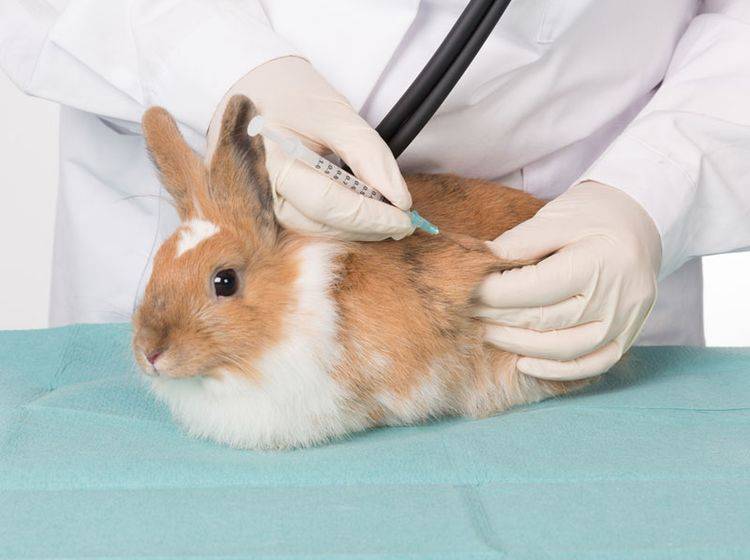 Regelmäßige Impfungen schützen Kaninchen vor RHD – shutterstock / bmf-foto.de