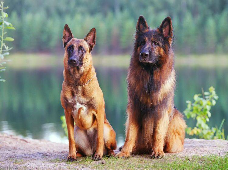 Links im Bild ist ein Malinois (Belgischer Schäferhund) zu sehen, rechts im Bild ein langhaariger Deutscher Schäferhund – Shutterstock / Eudyptula
