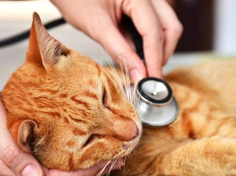 Der Coronavirus bei Katzen löst oft nur milde Symptome aus und führt nur selten zu FIP. Für Menschen ist das Feline Coronavirus nicht ansteckend – Shutterstock / JJ_SNIPER