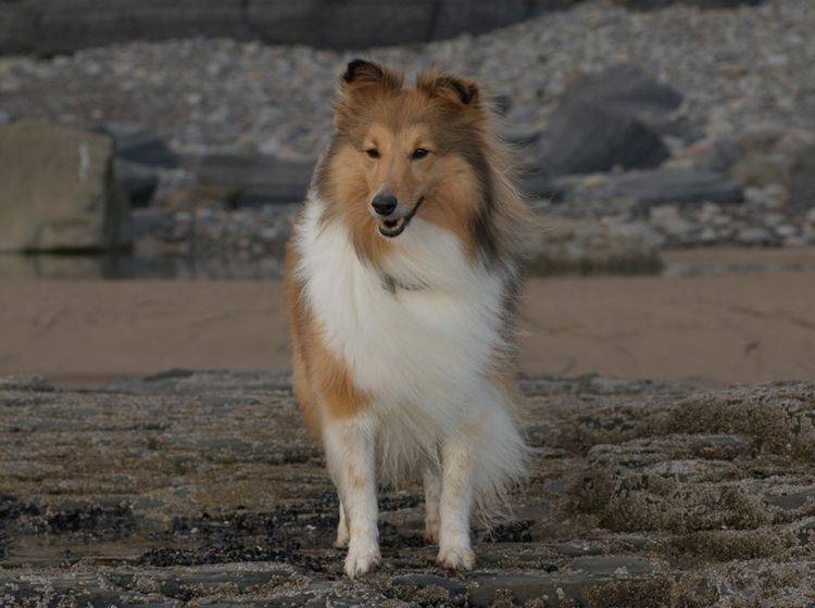 Der Sheltie oder Shetland Sheepdog ist eine recht gesunde Hunderasse – Shutterstock / J HIME