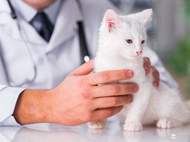 Ein Nabelbruch bei Katzen besteht in den meisten Fällen seit der Geburt – Shutterstock / Elnur