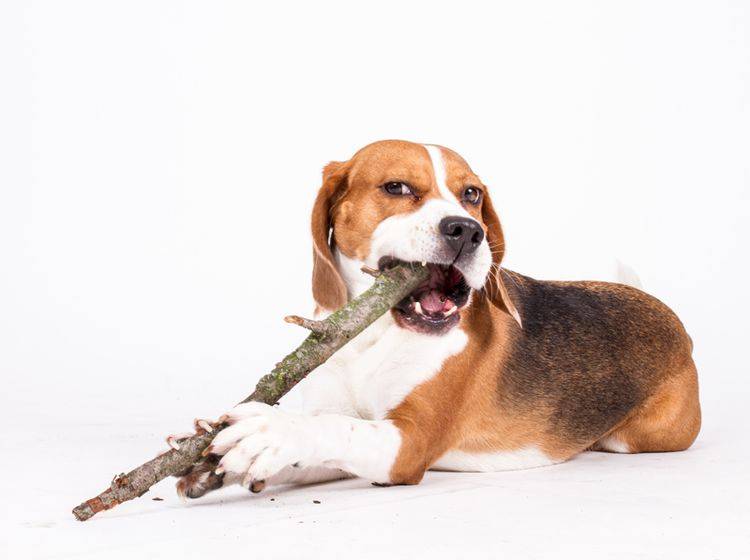 Hunde fressen Holz aus den unterschiedlichsten Gründen – Bild: Shutterstock / Aneta Jungerova