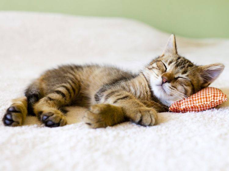 Wie sich eine Katze bettet, sagt einiges über sie aus – Bild: Shutterstock / MaxyM