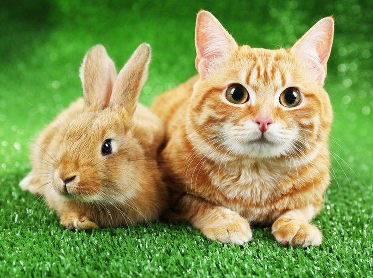 Manchmal funktioniert das Zusammenleben von Katzen und Kaninchen, meistens aber bedeutet es Stress – Shutterstock / Africa Studio