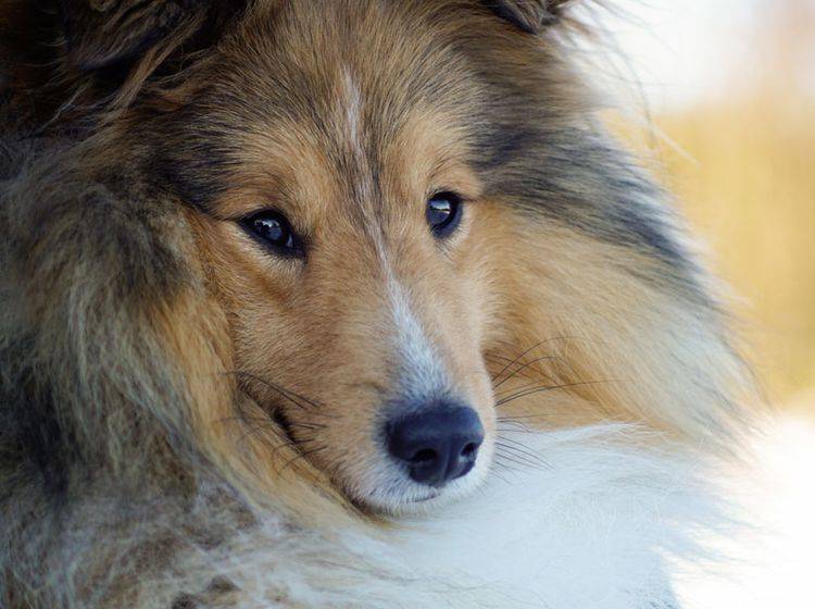 Sheltie Vs Collie Unterschiede Und Gemeinsamkeiten