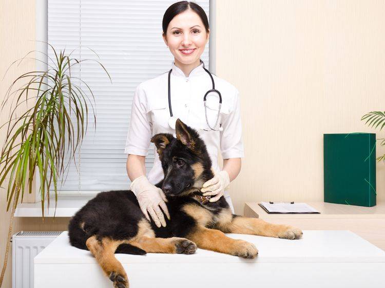 Erkennen Sie erste OCD-Symptome bei Ihrem Welpen, dann sollten Sie unbedingt zum Tierarzt – Bild: Shutterstock / Sonsedska Yuliia