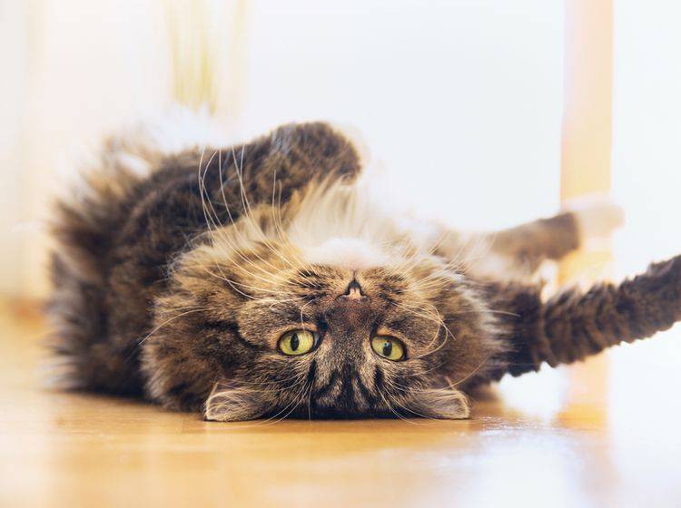 Wenn Katzen auf dem Rücken liegen, hat das selten etwas mit Faulheit zu tun – shutterstock / VICUSCHKA