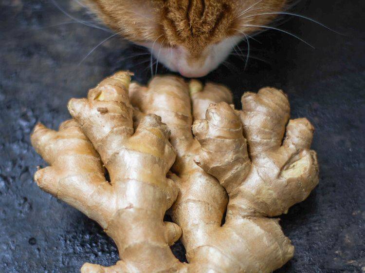 Schnuppern ist erlaubt, aber dürfen Katzen Ingwer auch essen? Oder ist die Knolle giftig für sie? – Shutterstock / JuliyaKosynskaya