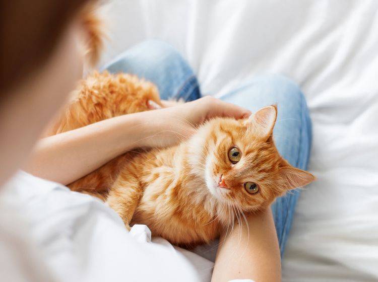 Flauschiges Baby: Halten Katzen uns für eine Art haarlose Ersatzmutter? – Shutterstock / Konstantin Aksenov