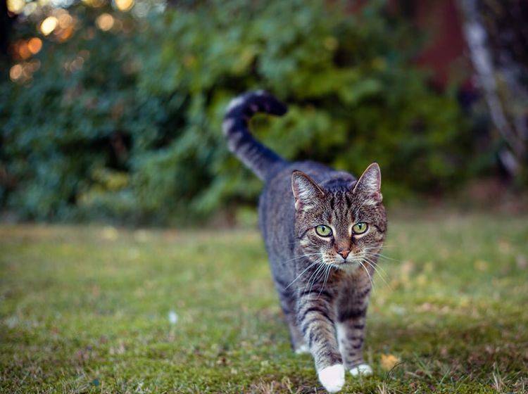 Kann Man Eine Freigänger Katze Zur Hauskatze Machen
