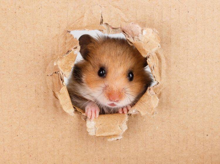 Hamster sind neugierig und quirlig – daher brauchen sie viele Beschäftigungsmöglichkeiten in Form von Einrichtungsgegenständen und Spielzeugen – Shutterstock / Ilyashenko Oleksiy