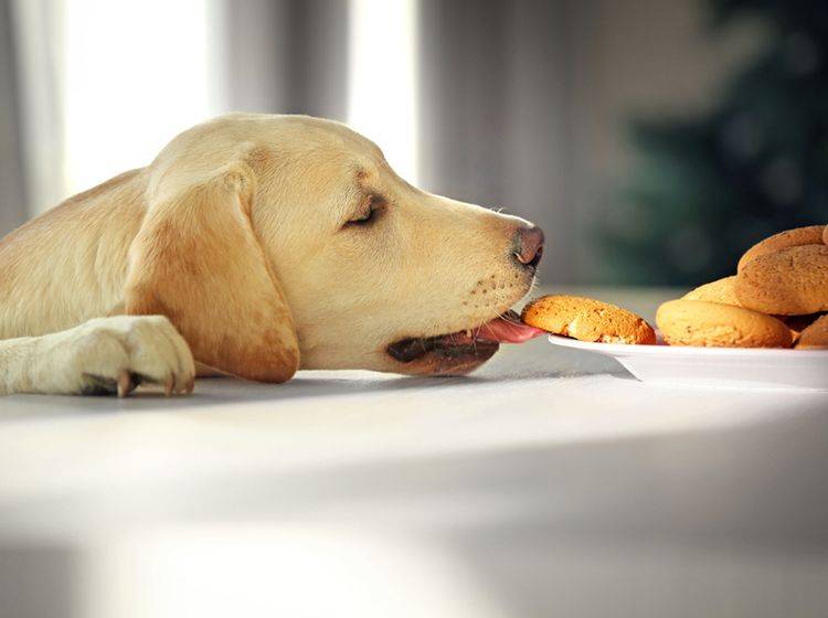 "Ob ich mir so einen leckeren Keks klaue?" Auch Hunde lassen sich Kohlenhydrate schmecken, zu viel sollten sie aber nicht bekommen – Shutterstock / Africa Studio