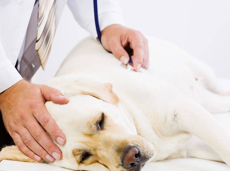 Labrador-krank-beim-Tierarzt-Reisekrankheiten-Mittelmeerkrankheit