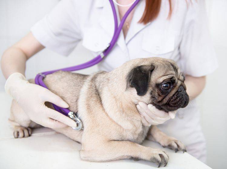 Je früher eine Lungenentzündung vom Tierarzt behandelt wird, desto besser – Shutterstock / Ermolaev Alexander