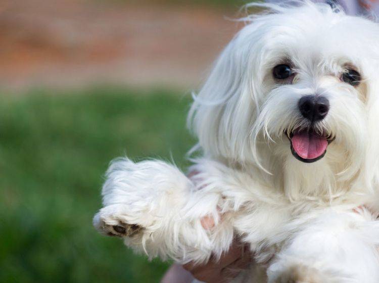 Der Malteser ist eine pflegeleichte Rasse: Der kleine Hund lässt sich gut in der Wohnung halten – Bild: Shutterstock / alvesflavio