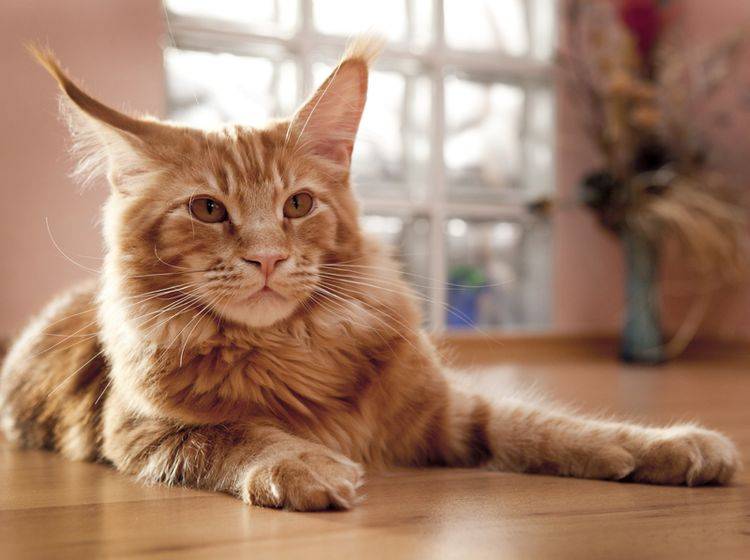 Mit der richtigen Vorbereitung kann eine Katze durchaus für eine kurze Zeitspanne alleine bleiben. – Shutterstock / Marten_House