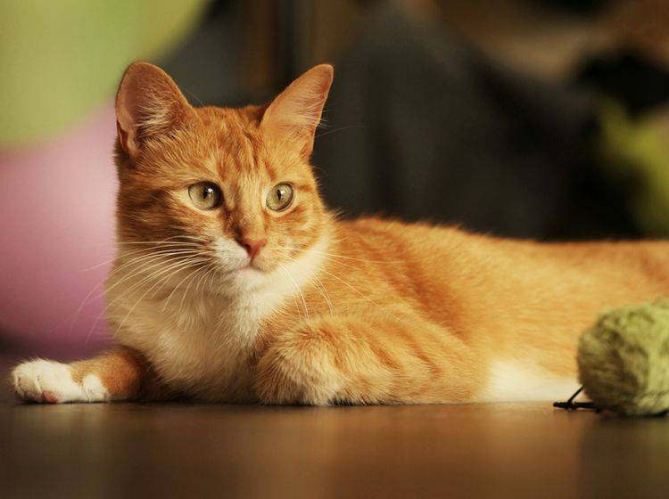 Dass rote Katzen männlich sind, stimmt nicht immer – Bild: Shutterstock / Pavel Rumme