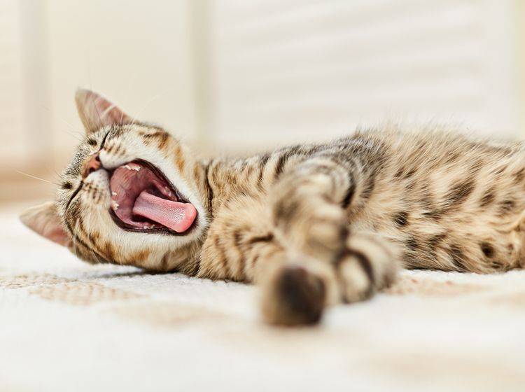 Was steckt eigentlich dahinter, wenn Katzen so herzhaft gähnen? – Shutterstock / Stiglincz Gabor