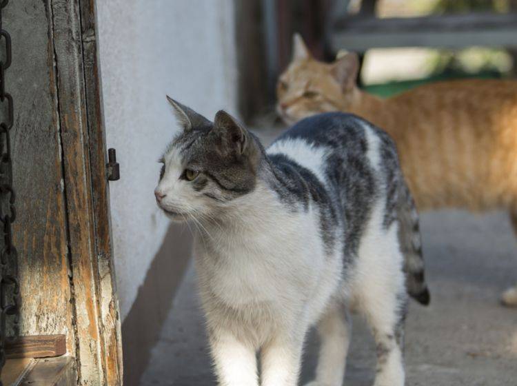 Katzen sind freiheitsliebend und neugierig. Beste Voraussetzungen, um die Nachbarn zu besuchen – shutterstock / Robert Petrovi
