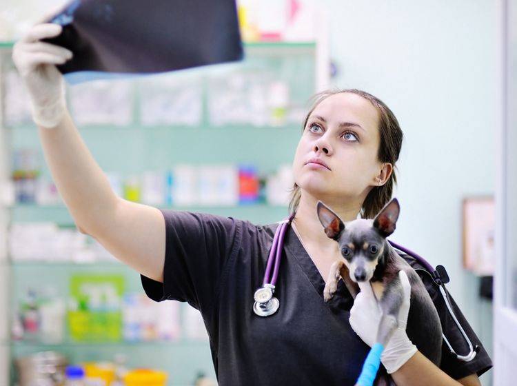 Bei Verdacht einer Patellaluxation hilft meist die Untersuchung beim Tierarzt – Shutterstock / Maria Sbytova