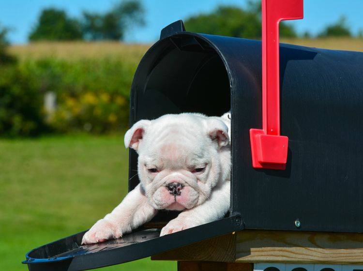 Dieser Bulldoggenwelpe muss das Wachehalten noch üben: Beim Warten auf den Postboten ist der kleine Hund im Briefkasten eingeschlafen – Shutterstock / WilleeCole Photography
