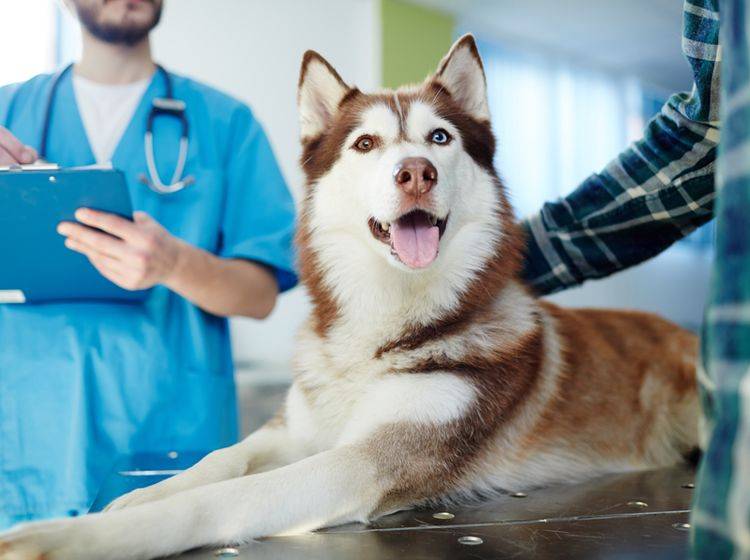 Kohletabletten sind eine wichtige Erste-Hilfe-Maßnahme für Hunde bei Vergiftungen. Sie müssen dennoch umgehend zum Tierarzt – Shutterstock / Pressmaster