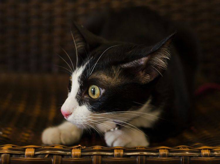 Angst ist ein möglicher Grund, warum Katzen zittern – kowit1982/Shutterstock