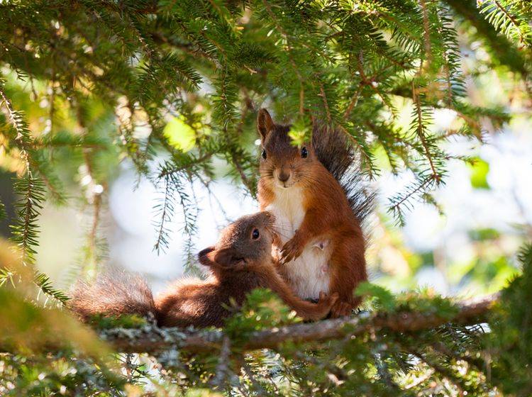 Die Mutter zieht die Eichhörnchen-Babys alleine groß – Shutterstock / BLFootage