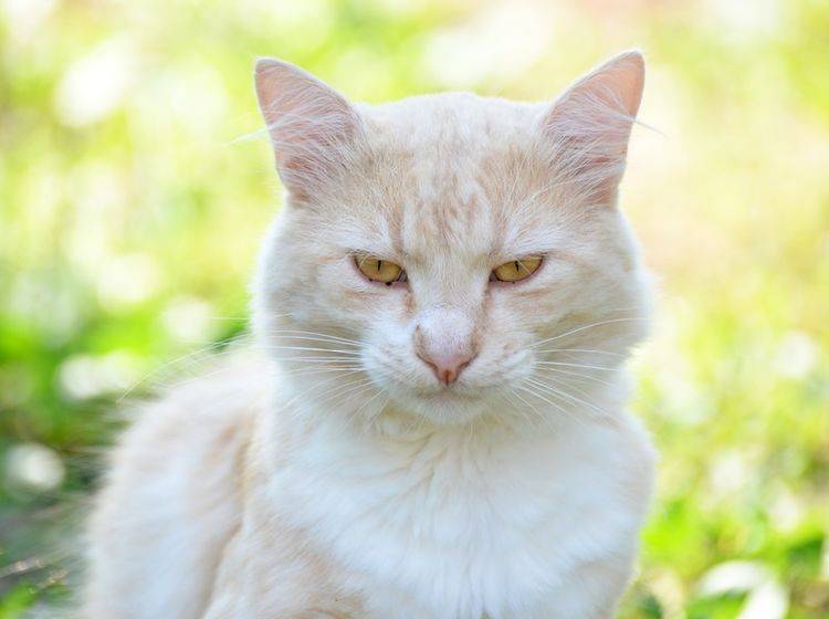 gelbe-Katze-schaut-grimmig