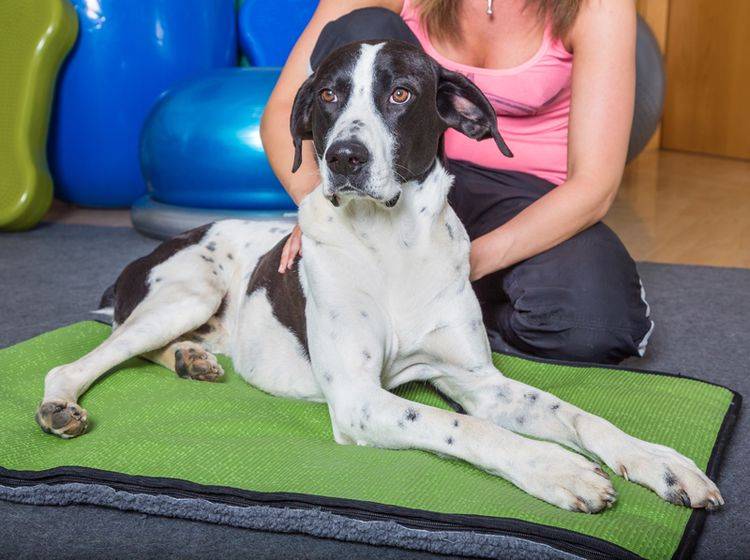 Rheuma beim Hund kann nicht geheilt werden, aber Physiotherapie hilft, die Symptome zu lindern – Shutterstock / msgrafixx