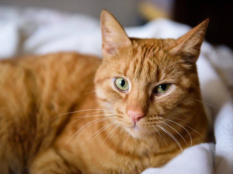 Ähnlich wie bei Menschen sind es vor allem rothaarige und hellhäutige Katzen, die zu Sommersprossen neigen – Shutterstock / Gints Ivuskans