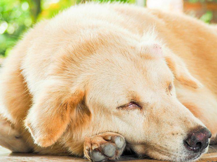 Hautkrebs bei Hunden Symptome und Behandlung