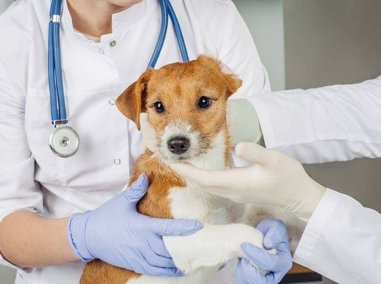 Schon bei den ersten Symptomen von Hepatitis sofort zum Tierarzt – Foto: Shutterstock / NEstudio
