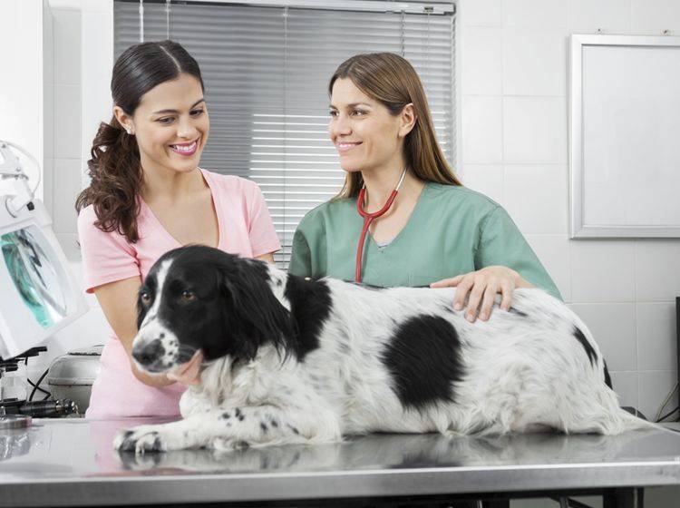 Der Tierarzt kann die Addison-Krankheit beim Hund mit einer Hormonersatztherapie behandeln – Shutterstock / Tyler Olson