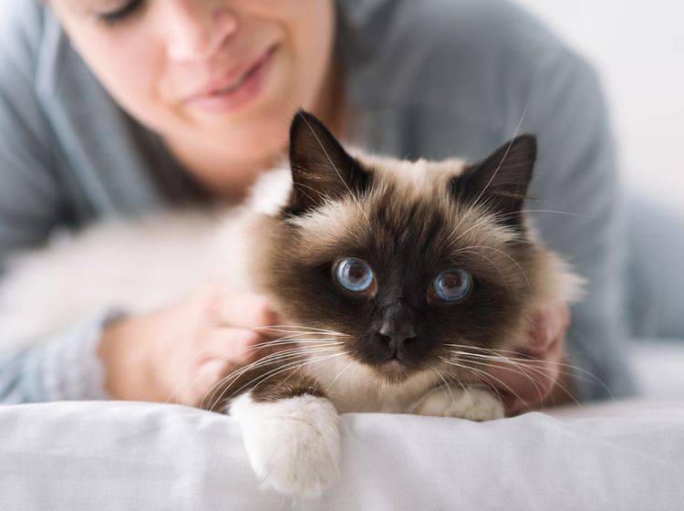 Therapiekatzen helfen Menschen bereits durch ihre Anwesenheit dabei, seelische Probleme besser zu bewältigen – Shutterstock / Stock-Asso